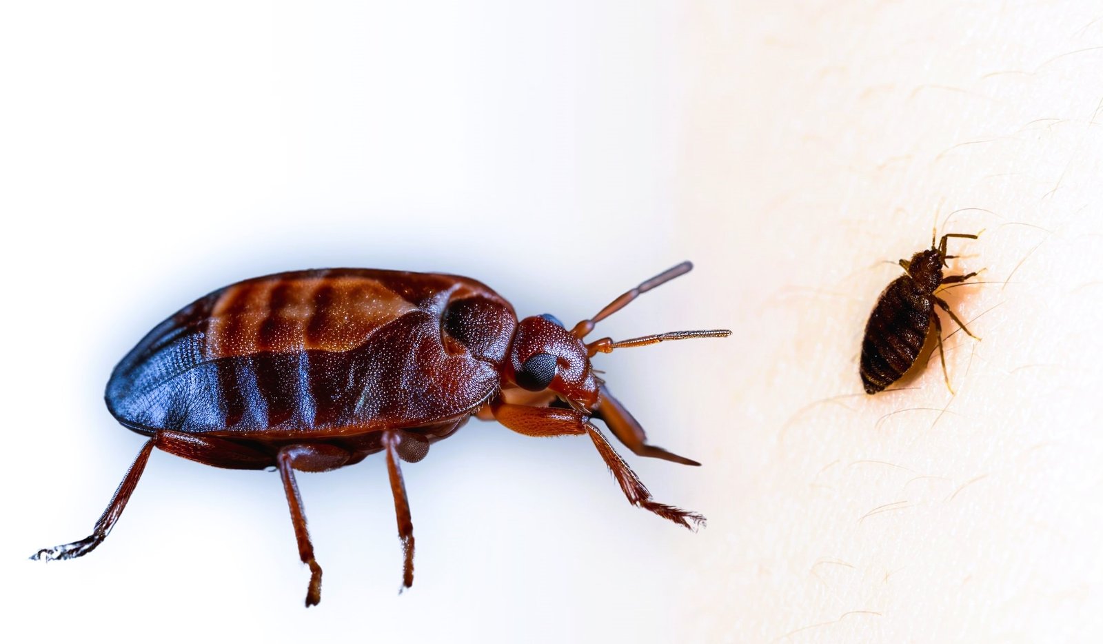 Percevejo.jpg Percevejo.jpg